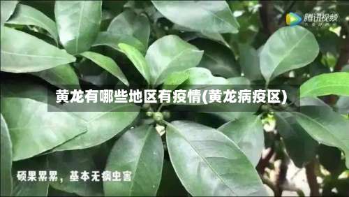 黄龙有哪些地区有疫情(黄龙病疫区)-第2张图片